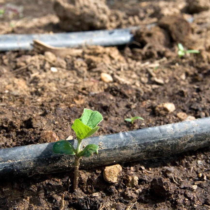 Drip irrigation and a newly sprouted plant Drip irrigation and a newly sprouted plant