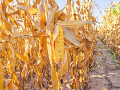 1,557 kg! Tá Teacht Chun Cinn Nua á Tháirgeadh ag Hebei Quzhou maidir le Teic...