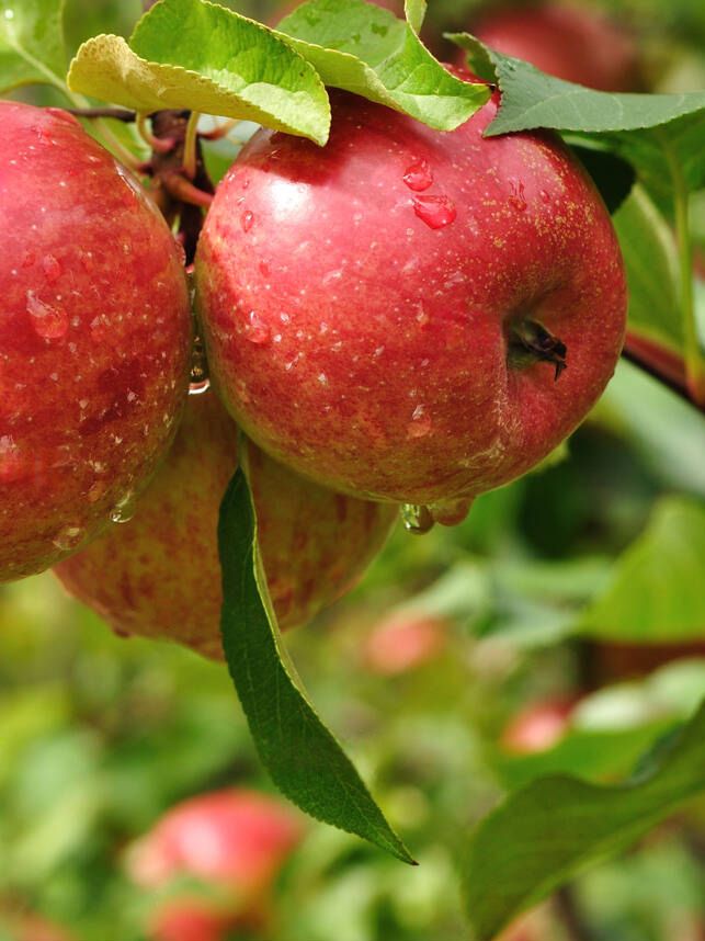 Apple.jpg Apple.jpg